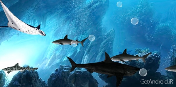 دانلود 3D Sharks Live Wallpaper v1.0.3 لایو والپیپر 3 بعدی کوسه ها اندروید