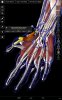 دانلود Essential Anatomy 3 v1.1.3 - برنامه بینظیر آناتومی برای اندروید