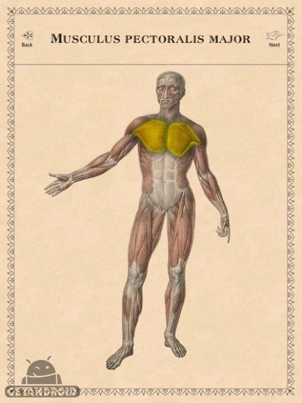 دانلود Classic Anatomy v1.1.6 - برنامه آناتومی کلاسیک برای اندروید
