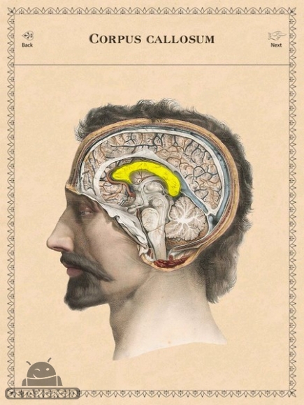 دانلود Classic Anatomy v1.1.6 - برنامه آناتومی کلاسیک برای اندروید