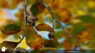دانلود Autumn Leaves in HD Gyro 3D XL  Parallax Wallpaper اندروید